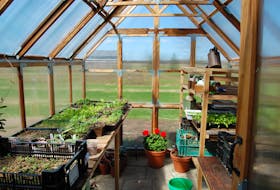 A greenhouse, like Mark Cullen's, can be a great place to relax or indulge a gardening passion, as well as a sanctuary for snowbirds who can't head to warmer areas this winter because of the pandemic.