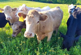 Domestic animals, like cows and pigs, eat plants, which grow in soil.