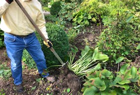 Mark Cullen digs and divides a hosta plant.