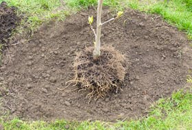 The fall season is a great time of year to plant a deciduous tree. Contributed