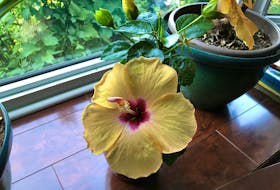 Although a hibiscus will grow well in indirect sunlight, it will bloom and thrive in a south-facing window.