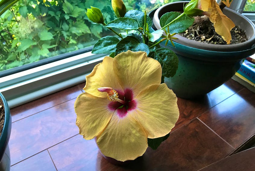 Although a hibiscus will grow well in indirect sunlight, it will bloom and thrive in a south-facing window.
