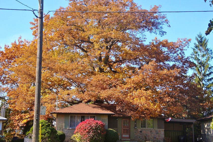 A 250-year-old red oak is the oldest tree in Toronto.