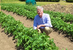 Mark Cullen amidst rows in a garden. Contributed photo 