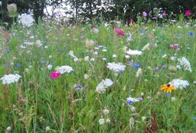 A mature meadow is virtually maintenance free and offers much enjoyment to people, animals and pollinators. 