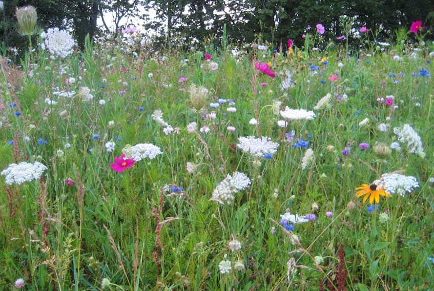 A mature meadow is virtually maintenance free and offers much enjoyment to people, animals and pollinators. 