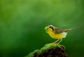 A Kentucky Warbler perched on a mossy stump with a beak full of caterpillars. Insects, like caterpillars, sustain plants through pollination, and the many animals that feed on them.