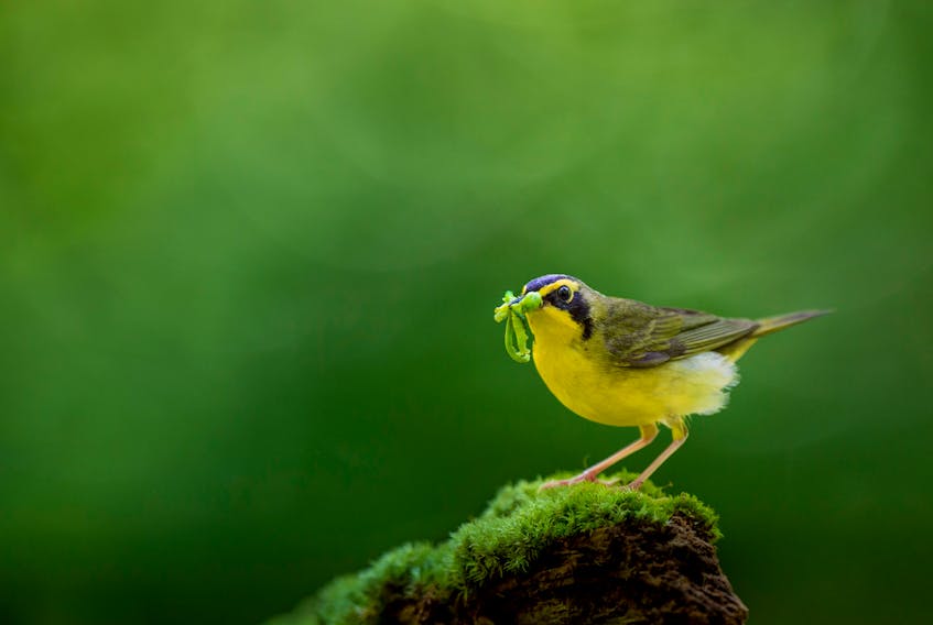 A Kentucky Warbler perched on a mossy stump with a beak full of caterpillars. Insects, like caterpillars, sustain plants through pollination, and the many animals that feed on them.