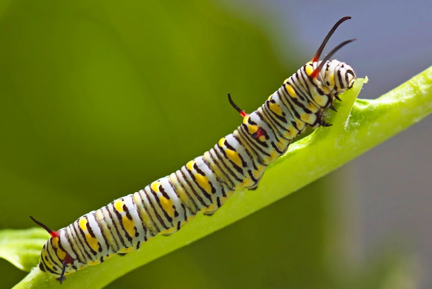 Insects, like caterpillars, sustain plants through pollination, and the many animals that feed on them.
