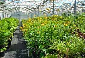 Rudebeckia at Kayanase Greenhouse, based on the Six Nations Reserve, near Brantford, Ont.