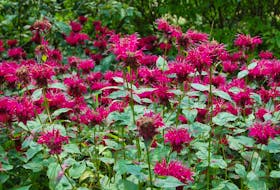 Bee balm blooms through late summer into early fall.