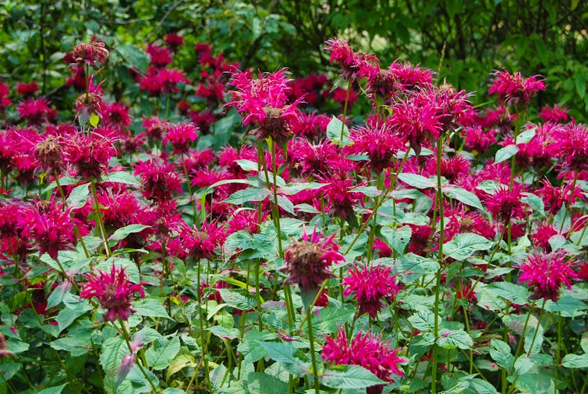 Bee balm blooms through late summer into early fall.