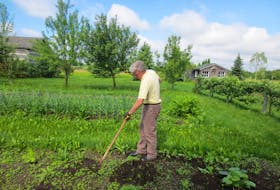 Mark Cullen works in his vegetable garden. 