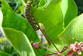 A monarch caterpillar is shown on a milkweed plant. 