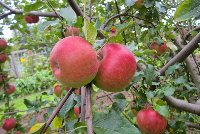 Apples will keep well if stored in a cold cellar, especially if wrapped in newspaper and kept in a box or crate with adequate ventilation, or a refrigerator.