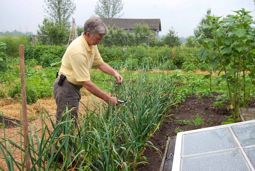 Mark Cullen trims garlic scapes to ensure the largest possible bulb at harvest in late August. 