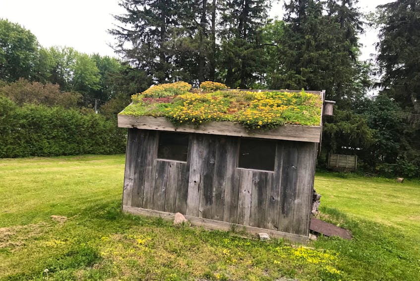 Mark Cullen built green roofs on two of the sheds on his property, including this one.