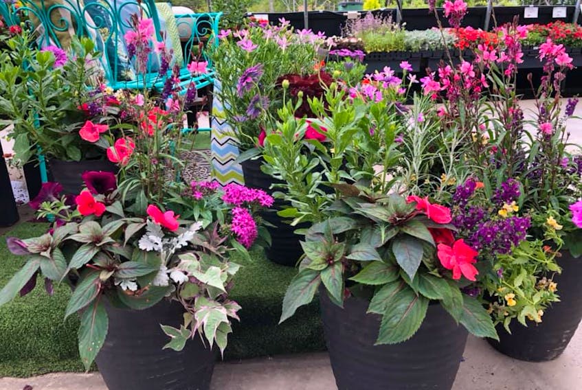 In order to have beautiful containers and baskets, greenhouses must pot them up and grow them on, from April and earlier. 
Bloom Greenhouses & Garden Centre Photo