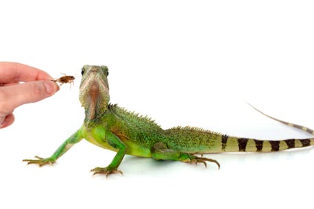 GUEST OPINION: The hidden cost of that little pet gecko