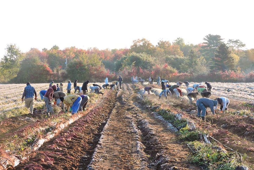 Migrant workers help harvest the 1.7-million pound sweet potato crop at Keddy Farms outside of Coldbrook last fall.