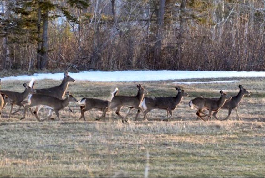 This herd of deer was recently photographed in Westmount. Reader Marge Dunlop submitted the image, which was taken behind daughter’s home on Clipper Court. Dunlop said her daughter had seen the deer every evening last week. CONTRIBUTED
