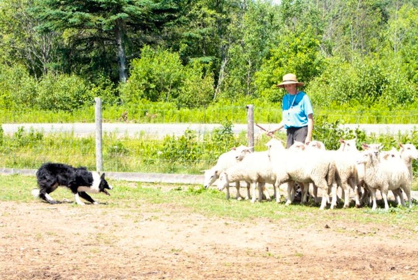 <p>Participant Paula Reardon is shown working with one of her dogs Mac.</p>