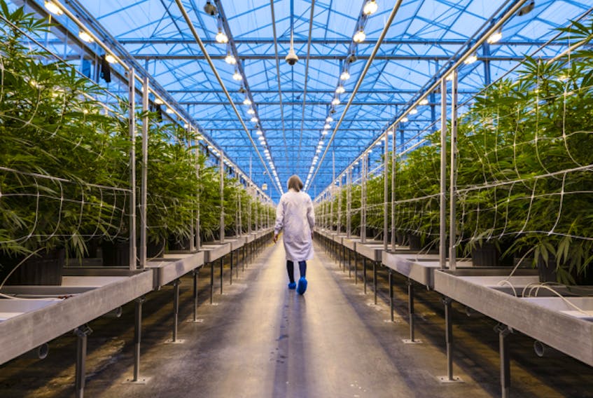  A worker walks past rows of cannabis plants growing in a greenhouse at the Hexo Corp. facility in Gatineau, Quebec, on Oct. 11, 2018.