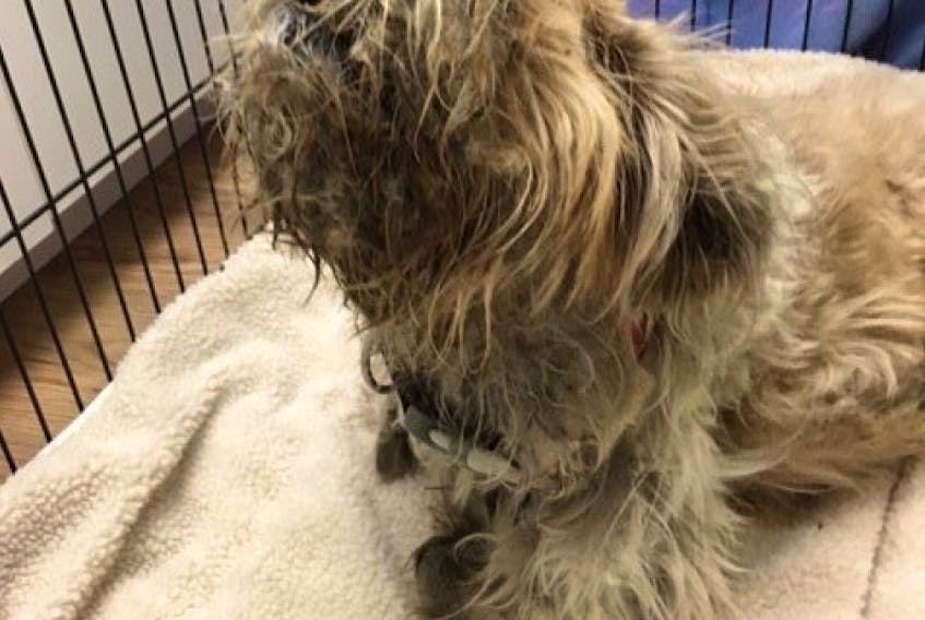 This severely matted dog was seized from an apartment in Windsor in June 2016.