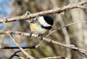 A capped Chickadee. Chickadees get their name from their song, which is unmistakable from quite a distance. Black oil sunflower seeds are best.  