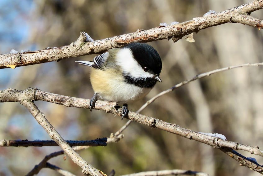 A capped Chickadee. Chickadees get their name from their song, which is unmistakable from quite a distance. Black oil sunflower seeds are best.  