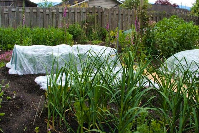 Here, garlic grows in the foreground with leeks and onions under row covers, peas in the background and broad beans to the right. 