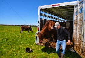 Dan Thompson of Pictou County's Three Dot Farm unloads his Angus and Shorthorn cross cattle at the Cape Mabou Community Pasture on Tuesday. (AARON BESWICK PHOTO)