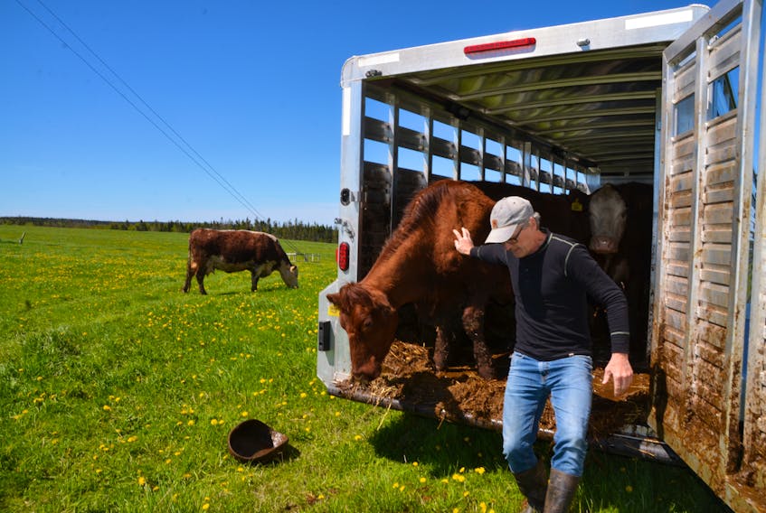Dan Thompson of Pictou County's Three Dot Farm unloads his Angus and Shorthorn cross cattle at the Cape Mabou Community Pasture on Tuesday. (AARON BESWICK PHOTO)
