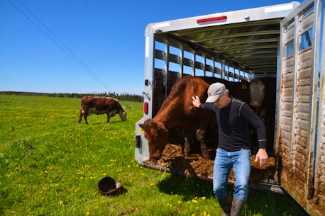 Nova Scotians still buying locally farmed beef