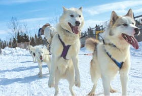 Scott Hudson has been operating his dogsledding business for six years and says people really like the experience.
