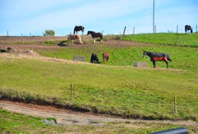 Horses graze Monday afternoon along Highway 277 in Dutch Settlement, a rural part of Halifax Regional Municipality.