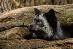 This is a black-coated red fox. The original technique of breeding foxes was developed on P.E.I. the early 20th century. Contributed by Monty Sloan 
