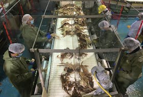 COVID-19 brought changes to seafood processing operations in Atlantic Canada. Plexiglas barriers and face masks are now standard equipment, like on this crab butchering line at Triton, N.L. CONTRIBUTED PHOTO
