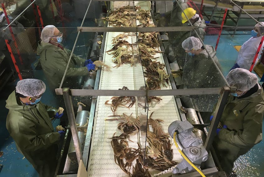 COVID-19 brought changes to seafood processing operations in Atlantic Canada. Plexiglas barriers and face masks are now standard equipment, like on this crab butchering line at Triton, N.L. CONTRIBUTED PHOTO