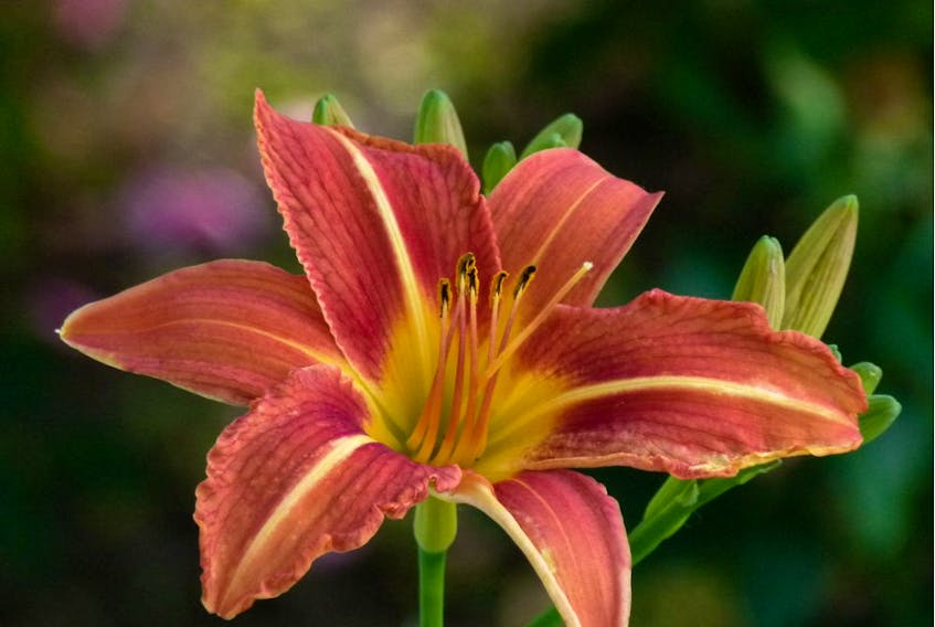 Protect tiger lilies by ensuring that the roots are never allowed to dry out.