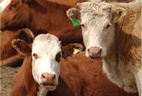 A new trade deal with China is good news for Alberta cattle producers.