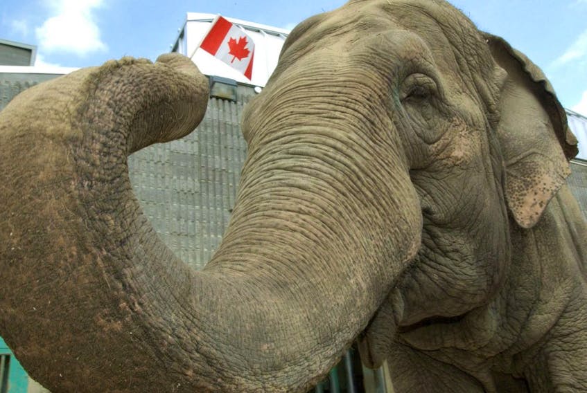 Lucy the elephant is shown in this file photo. 
