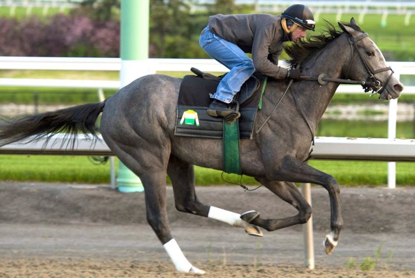Woodbine Oaks contender Bold Script breezes under jockey Gary Boulanger at Woodbine Racetrack during a workout on June 5, 2019. The Chiefswood Stable owned three-year-old Canadian bred filly is trained by Stuart C. Simon and will attempt to capture the $500,000  Oaks at Woodbine on  June 8, 2019. - Michael Burns/Postmedia