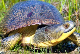 Ontario's Blanding's turtle is one of several species under threat. 