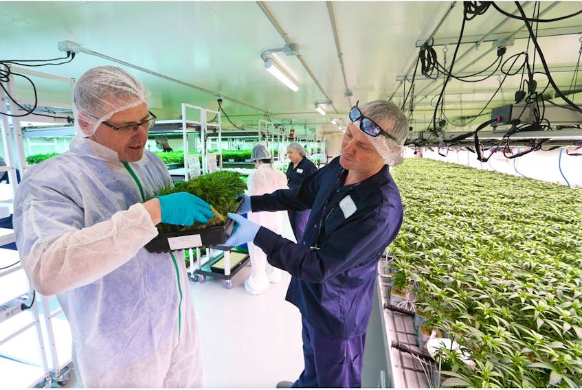 Sundial Growers chief construction and production officer Jim Bachmann, left and vice president of cultivation, Mark Settler check young cloned plants at the company's cannabis production facility in Olds. Photo by Gavin Young/Postmedia.
