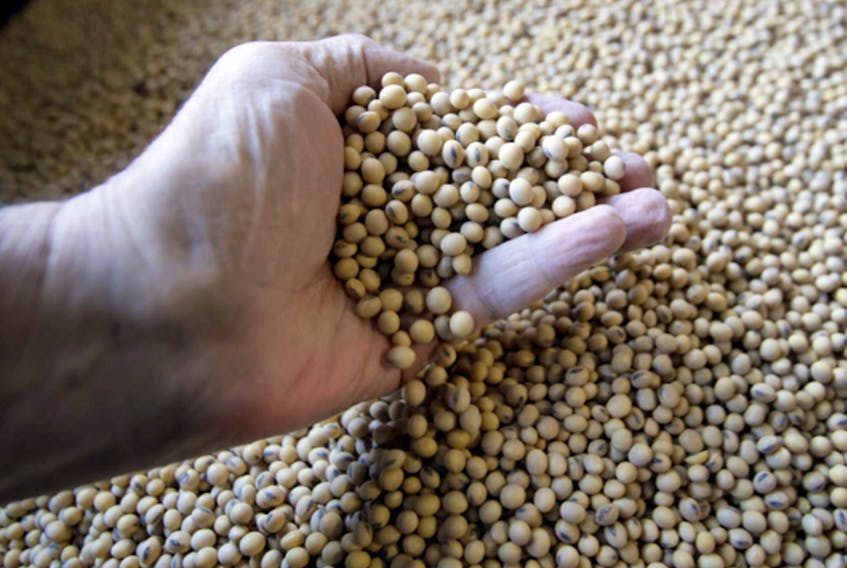 A farmer near London, Ont. shows his soybeans.  Shipments of Canadian soybeans to China – the world’s largest buyer of the oilseed – have remained negligible since December.

