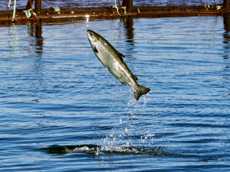 An Atlantic salmon leaps while swimming inside a farm pen.