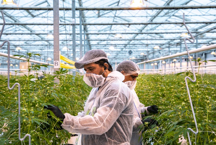 Guatemalan workers tend to cannabis plants at Canopy Growth Corp.’s facility in Aldergrove, B.C., in early March 2019. Mark Yuen/Postmedia News