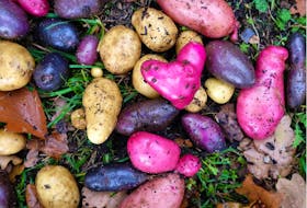 Plant a variety of potatoes to ensure a healthy crop.