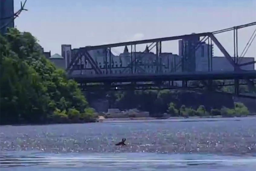 Moose crossing the Ottawa River on June 12, 2019. 